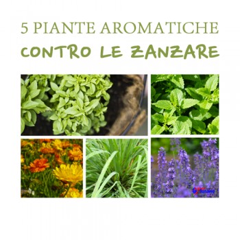 5 PIANTE AROMATICHE CONTRO LE ZANZARE