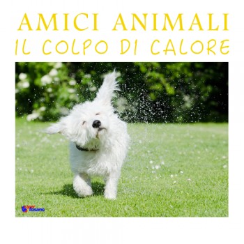 AMICI ANIMALI: IL COLPO DI CALORE