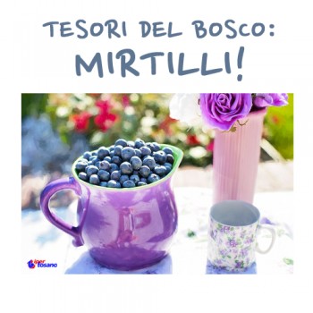 TESORI DEL BOSCO: MIRTILLI!