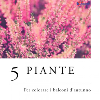 5 PIANTE PER COLORARE I BALCONI D'AUTUNNO