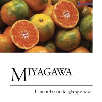 MIYAGAWA, MANDARANCIO GIAPPONESE!