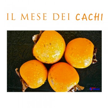 IL MESE DEI CACHI