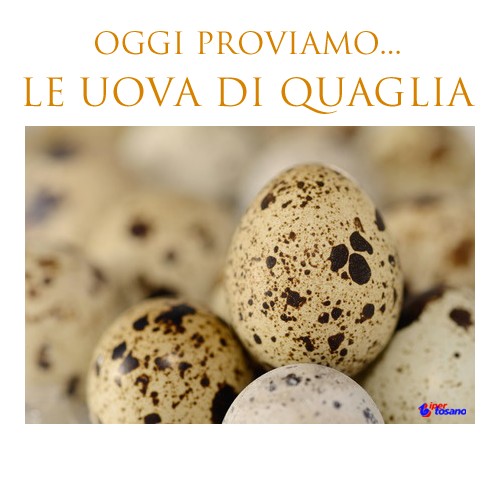 OGGI PROVIAMO...LE UOVA DI QUAGLIA OGGI PROVIAMO...LE UOVA DI QUAGLIA