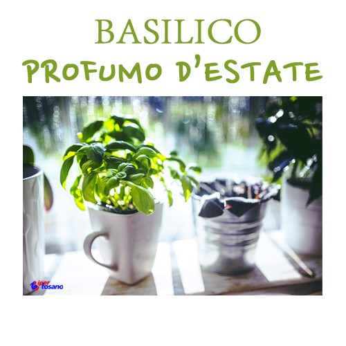 BASILICO, PROFUMO D'ESTATE BASILICO, PROFUMO D'ESTATE