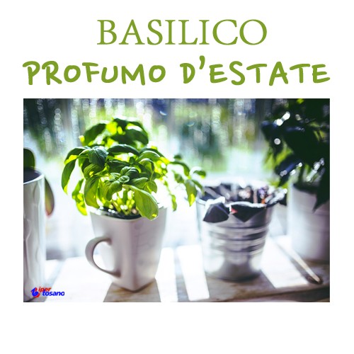 BASILICO, PROFUMO D'ESTATE