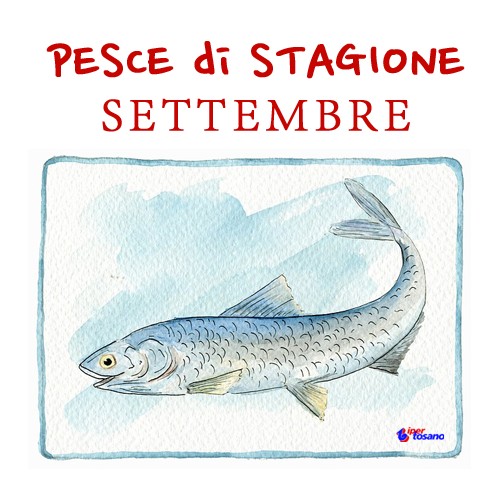 PESCE DI STAGIONE: SETTEMBRE