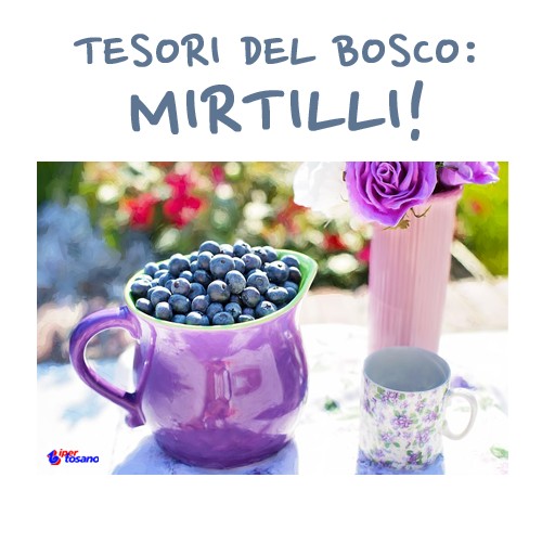 TESORI DEL BOSCO: MIRTILLI!