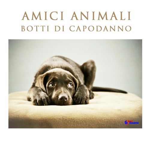 AMICI ANIMALI: BOTTI DI CAPODANNO AMICI ANIMALI: BOTTI DI CAPODANNO